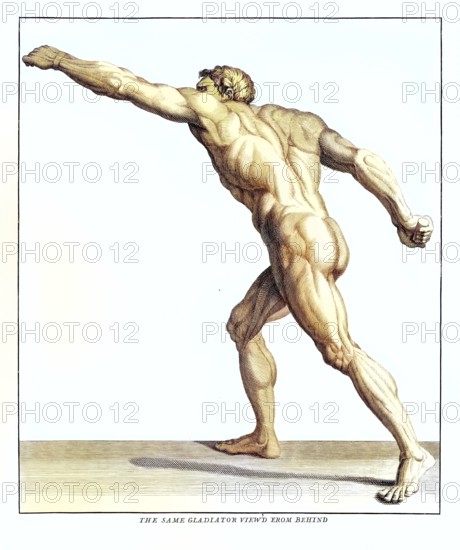 Anatomy, symbolic, man, side view from behind of the gladiator in the Villa Borghese, Rome, Italy, anatomical view, antique depiction of a gladiator, muscular figure from behind, dynamic pose