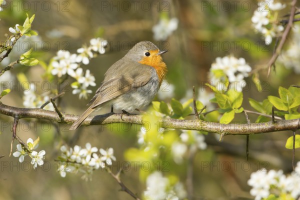 European Robin (Erithacus rubecula) perched on flowering branch, Mecklenburg-Western Pomerania, Germany