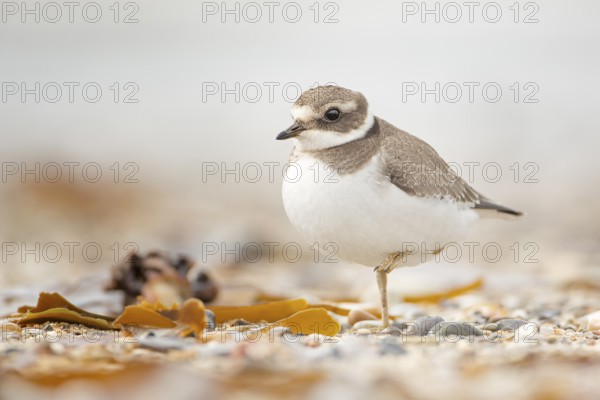 Common Ringed Plover (Charadrius hiaticula) juvenile, Schleswig-Holstein, Germany