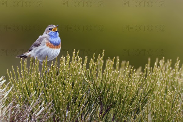 Bluethroat (Luscinia svecica cyanecula) male singing, Castile, Spain