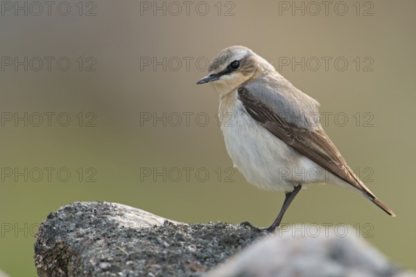 Northern Wheatear (Oenanthe oenanthe) male perched on a stone, Sweden