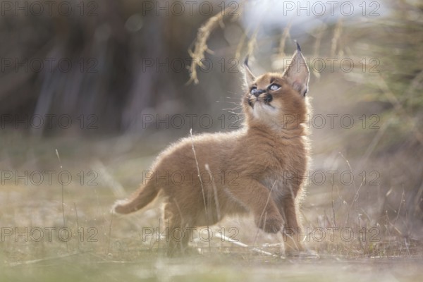 Caracal (Caracal caracal) cub playing, Castile-La Mancha, Spain