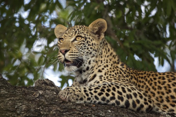 Leopard (Panthera pardus) immature lying on a tree, Sabi Sands, South Africa