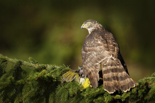 Feeding scene with bird and catch. Goshawk on the tree. Hawk from Czech Reublic. Wildlife scene from nature. Bird behaviour. Bird of prey Goshawk kill green woodpecker on the green spruce tree