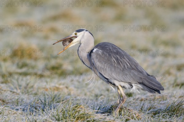Grey Heron (Ardea cinerea) with mouse prey, Netherlands