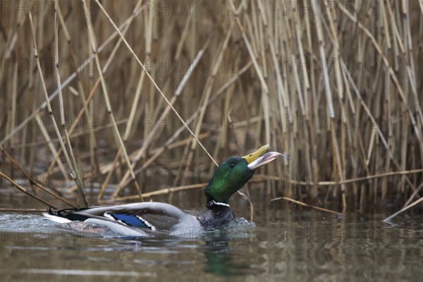 Mallard (Anas platyrhynchos) male eating fish, Mecklenburg-Western Pomerania, Germany