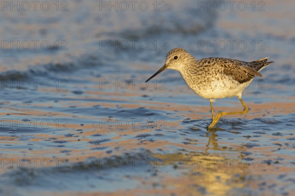 Teichwasserläufer, Marsh Sandpiper, Tringa stagnatilis, Chevalier stagnatile, Archibebe Fino
