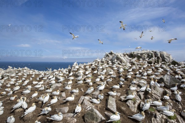 Northern Gannet (Morus bassanus) colony, Saltee Islands, Ireland