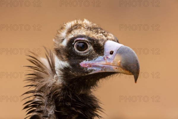 Mönchsgeier, Monk Vulture, Black Vulture, Cinereous Vulture, Aegypius monachus, Vautour moine, Buitre Negro