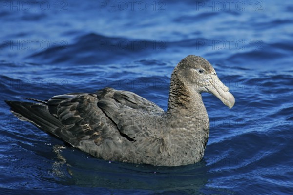 Southern Giant Petrel (Macronectes giganteus), South Island, New Zealand