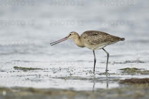 Black-tailed Godwit (Limosa limosa melanuroides) juvenile foraging at shoreline, Dornod-Aimag, Mongolia