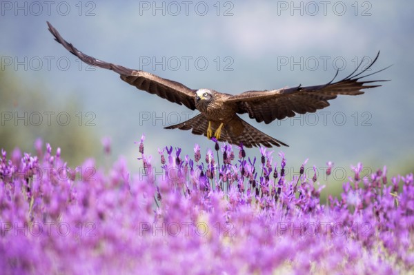 Black Kite (Milvus migrans) flying, Madrid, Spain