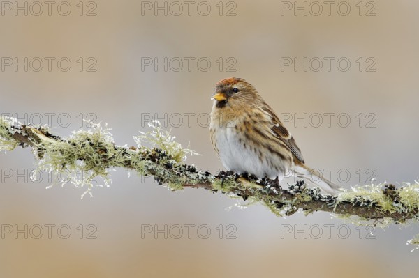 Garden bird Common Linnet, Carduelis cannabina, songbird sitting on the nice lichen tree branch, Czech. Bird in nature. Spring tit with beautiful morning light. Songbird in the nature habitat