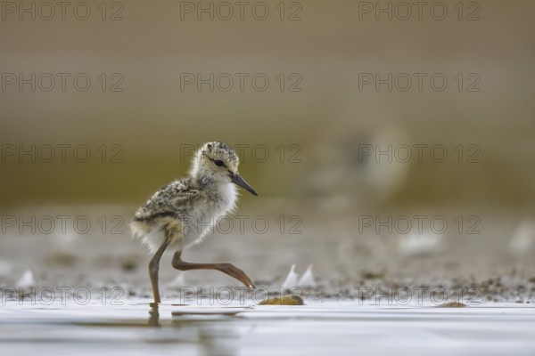 Black-winged Stilt (Himantopus himantopus) chick foraging, North Rhine-Westphalia, Germany