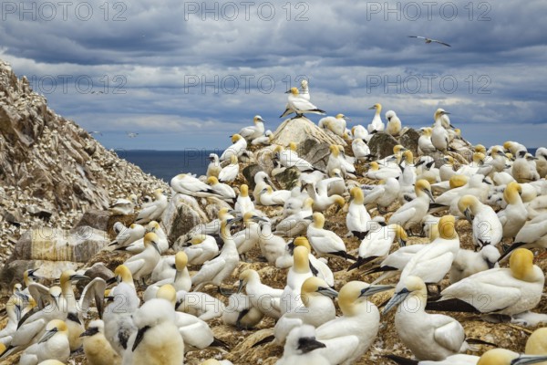 Northern Gannet (Morus bassanus) colony, Saltee Islands, Ireland