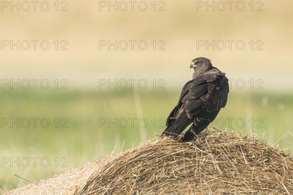 Western Marsh Harrier (Circus aeruginosus) juvenile, Schleswig-Holstein, Germany