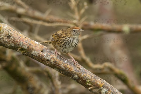 New Zealand Fernbird (Megalurus punctatus), New Zealand