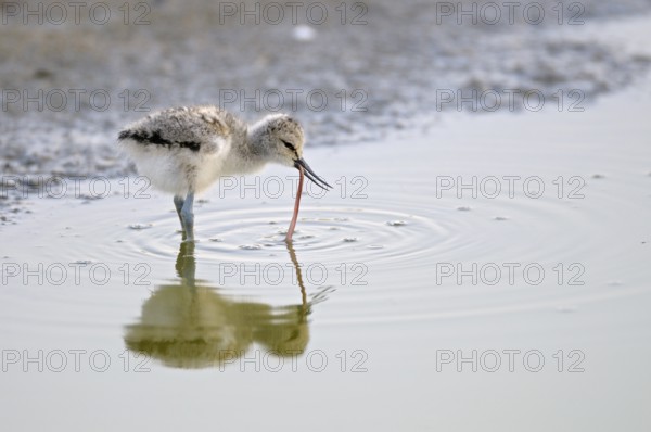 Saebelschnaebler (Recurvirostra avosetta), Avocet, Jungvogel bei der Nahrungssuche, mit Beute, Juni, Insel Texel, Nordsee, Nordholland, Niederlande