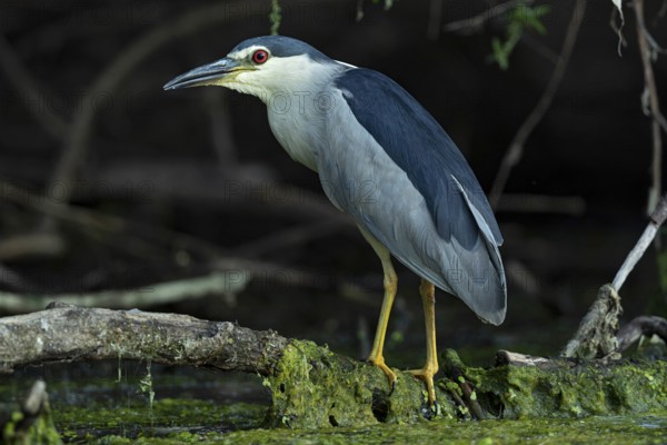 Black-crowned Night Heron (Nycticorax nycticorax), Baden-Wuerttemberg, Germany