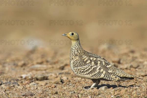 Chestnut-bellied Sandgrouse (Pterocles exustus) female, Oman