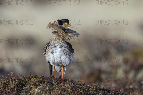 Ruff (Calidris pugnax) territorial male in breeding plumage at lek in spring, Scandinavia