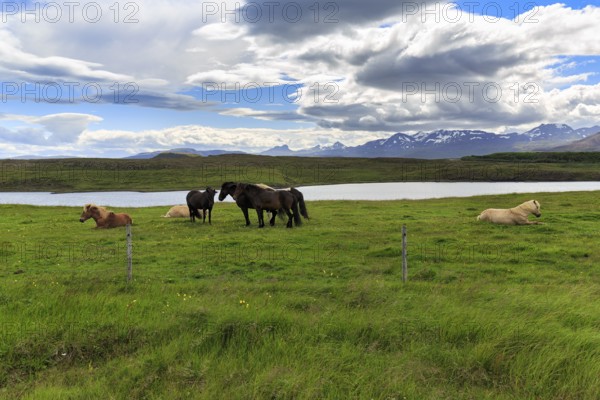 Several Icelandic horses, also Icelanders or Icelandic ponies, grazing in a meadow, mountains on the horizon, Snæfellsnes, Snaefellsnes, Iceland