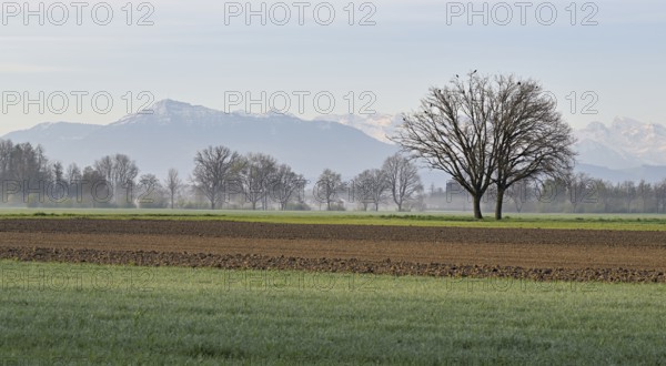 Freshly ploughed field, behind a row of trees and the Rigi, Reusstal, Freiamt, Canton Aargau, Switzerland