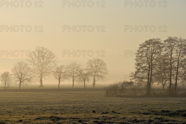 Meadows and trees in the early morning mist in the light of the rising sun, Reusstal, Aristau, Freiamt, Canton Aargau, Switzerland