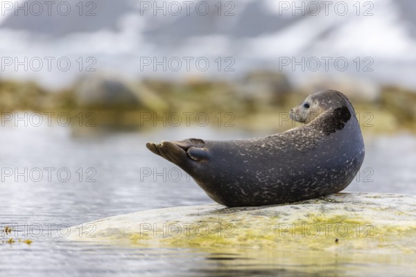 Harbour seal (Phoca vitulina) lying on a stone in the water, Mammals (Mammalia), Gravnesodden, Spitsbergen, Svalbard