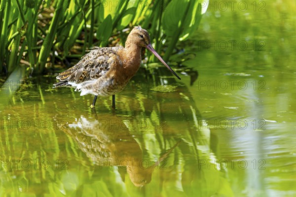 A bird standing in the water with reflection surrounded by green vegetation, Black-tailed Godwit (Limosa limosa), France