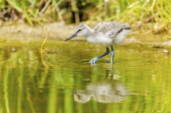 A fluffy young bird in shallow water with a perfect reflection, Avocet, (Recurvirostra avosetta), France