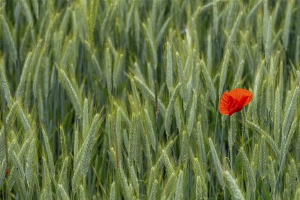 Poppies in a wheat field, near Markt Berolzheim, Altmühltal, Middle Franconia, Franconia, Bavaria, Germany