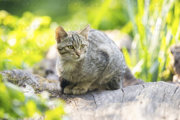 European wildcat (Felis silvestris silvestris) on an old tree trunk, Hesse, Germany