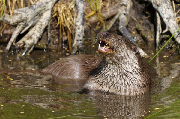 An otter with wet fur and visible teeth stands curiously in the water near the bushes, European otter (Lutra lutra) Germany