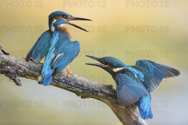 Generational conflicts... Kingfisher (Alcedo atthis), two kingfishers arguing, young bird on the right begging adult bird on the left for food. Old bird shows dominant behaviour, wants to drive fledgling out of its territory, wildlife, North Rhine-Westphalia, Germany