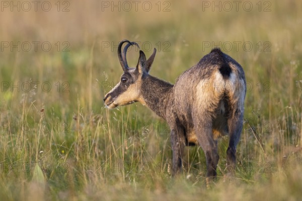 Chamois (Rupicapra rupicapra) on a meadow in the Vosges Mountains, wildlife, France