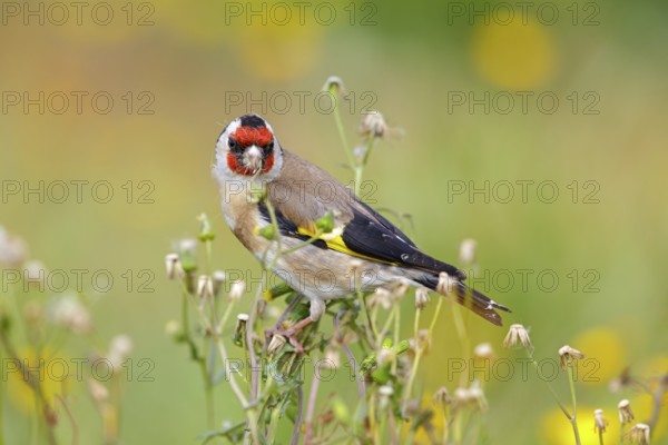 Stieglitz, Distelfink, Eurasian Goldfinch, Goldfinch, European Goldfinch, Carduelis carduelis, Chardonneret élégant, Chardonneret, Jilguero