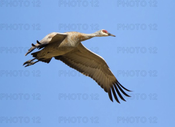 A Sandhill Crane, Grus canadensis, flying over a field, near Saskatoon Saskatchewan