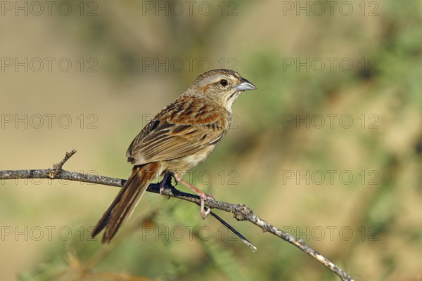 Botteri's Sparrow Aimophila botterii Santa Rita Mountains, Pima County, Arizona, United States 29 July Adult Emberizidae