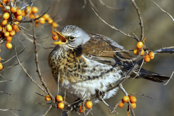 Fieldfare (Turdus pilaris) feeding on berries of Common sea buckthorn (Hippophae rhamnoides), Mecklenburg-Western Pomerania, Germany