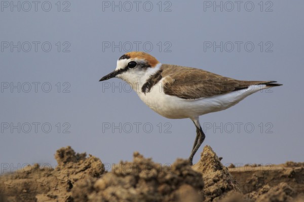 Kentish Plover (Charadrius alexandrinus) male, Greece