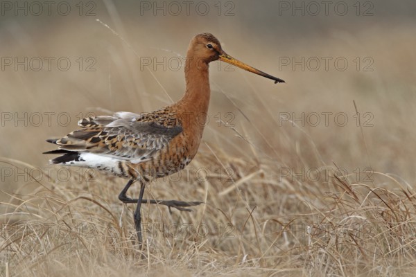 Uferschnepfe (Limosa limosa)
