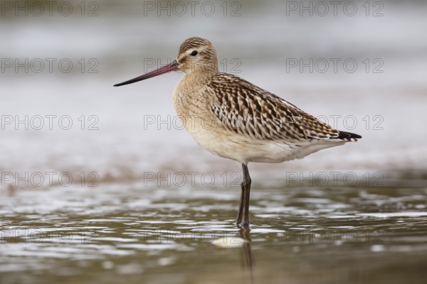 Bar-tailed Godwit (Limosa lapponica) juvenile, Asturias, Spain