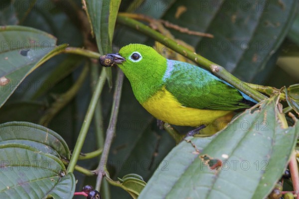 Blue-naped Chlorophonia (Chlorophonia cyanea) perched on a branch in Manu National Park, Peru