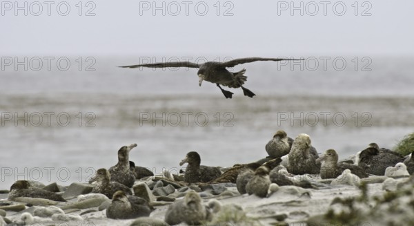 Southern Giant Petrel (Macronectes giganteus), Falkland Islands