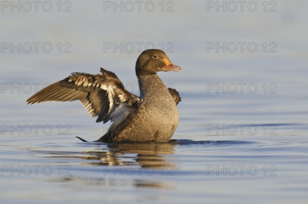 King Eider (Somateria spectabilis) juvenile, California, USA