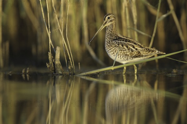 Common Snipe (Gallinago gallinago), Thuringia, Germany