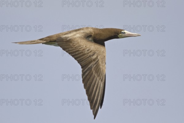 Brown Booby (Sula leucogaster) flying, Trinidad and Tobago