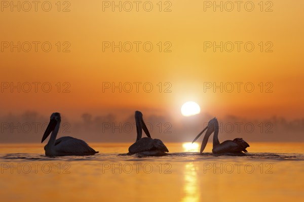 Dalmatian pelican, Pelecanus crispus, in Lake Kerkini, Greece. Bird with morning sunrise. Pelican with open wings. Wildlife scene from European nature. Bird and orange sky and sun. Sunset on the lake