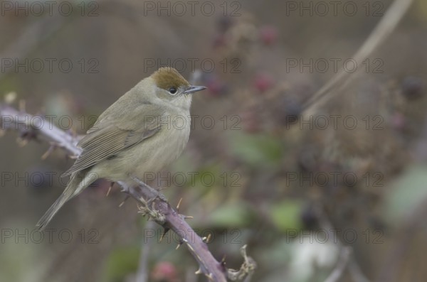 Eurasian Blackcap (Sylvia atricapilla) female, Schleswig-Holstein, Germany